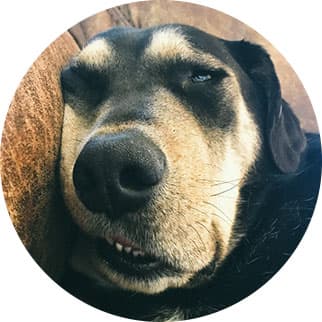 Chewy
